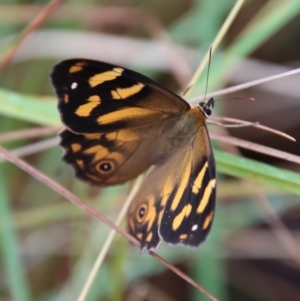 Heteronympha banksii at Mongarlowe, NSW - suppressed