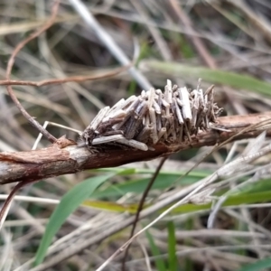 Psychidae (family) IMMATURE at Fadden, ACT - 9 Feb 2023