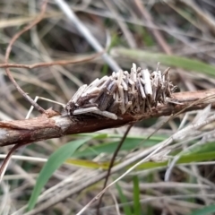 Psychidae (family) IMMATURE (Unidentified case moth or bagworm) at Fadden, ACT - 9 Feb 2023 by KumikoCallaway