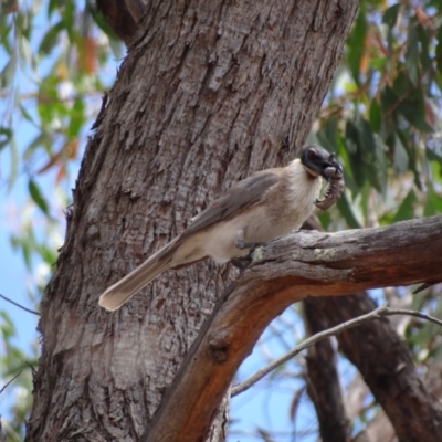 Philemon corniculatus (Noisy Friarbird) at Bluetts Block Area - 7 Jan 2023 by Miranda