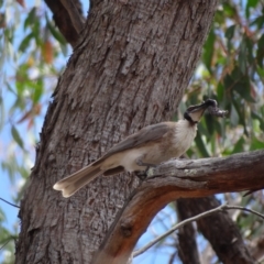 Philemon corniculatus at Stromlo, ACT - 7 Jan 2023 11:53 AM