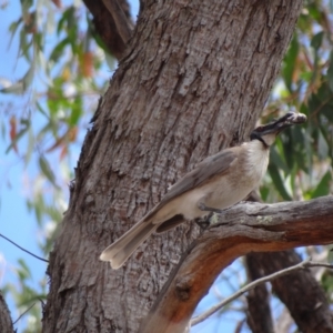 Philemon corniculatus at Stromlo, ACT - 7 Jan 2023 11:53 AM