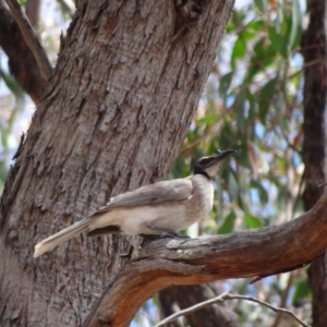 Philemon corniculatus at Stromlo, ACT - 7 Jan 2023 11:53 AM