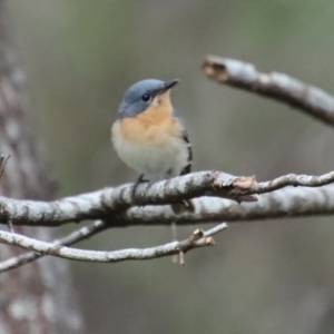 Myiagra rubecula (Leaden Flycatcher) at suppressed by LisaH