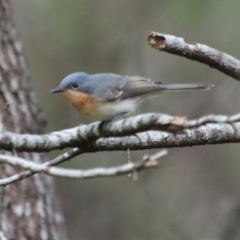 Myiagra rubecula at Mongarlowe, NSW - suppressed