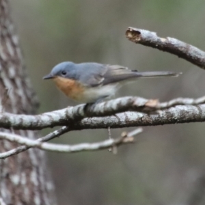 Myiagra rubecula at Mongarlowe, NSW - suppressed