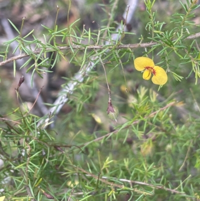 Dillwynia retorta (Heathy Parrot-Pea) at Lower Boro, NSW - 2 Feb 2023 by JaneR