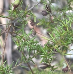 Dillwynia retorta at Lower Boro, NSW - 2 Feb 2023