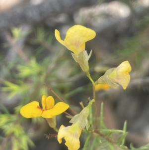 Dillwynia retorta at Lower Boro, NSW - 2 Feb 2023