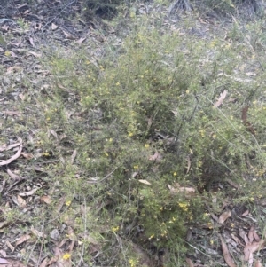 Dillwynia retorta at Lower Boro, NSW - 2 Feb 2023