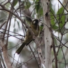 Nesoptilotis leucotis (White-eared Honeyeater) at QPRC LGA - 8 Feb 2023 by LisaH