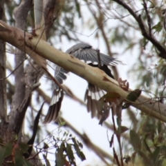 Strepera versicolor (Grey Currawong) at Mongarlowe, NSW - 8 Feb 2023 by LisaH