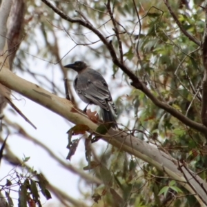 Strepera versicolor at Mongarlowe, NSW - 8 Feb 2023
