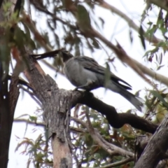 Strepera versicolor at Mongarlowe, NSW - 8 Feb 2023