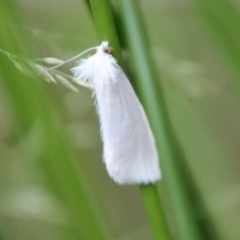 Tipanaea patulella (A Crambid moth) at Mongarlowe, NSW - 8 Feb 2023 by LisaH