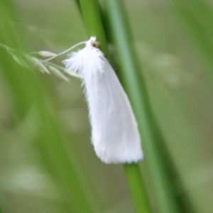 Tipanaea patulella at Mongarlowe, NSW - suppressed