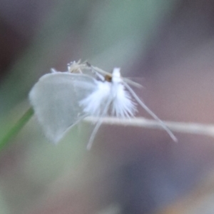 Tipanaea patulella at Mongarlowe, NSW - suppressed