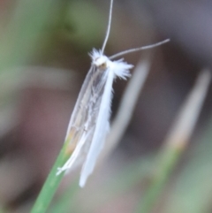 Tipanaea patulella at Mongarlowe, NSW - suppressed