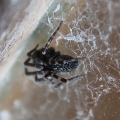 Badumna (genus) (Lattice-web spider) at Mongarlowe, NSW - 8 Feb 2023 by LisaH
