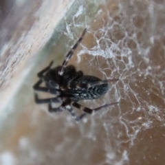 Badumna sp. (genus) (Lattice-web spider) at Mongarlowe, NSW - 8 Feb 2023 by LisaH