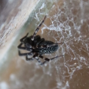 Unidentified Spider (Araneae) (TBC) at suppressed by LisaH