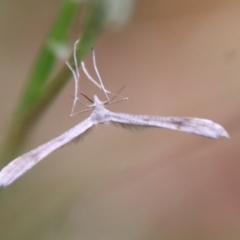 Stenoptilia zophodactylus (Dowdy Plume Moth) at Mongarlowe River - 8 Feb 2023 by LisaH