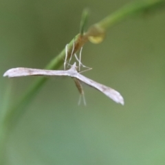Stenoptilia zophodactylus at suppressed - 8 Feb 2023