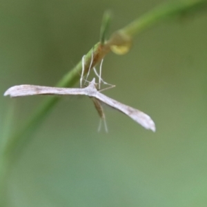 Stenoptilia zophodactylus at Mongarlowe, NSW - 8 Feb 2023