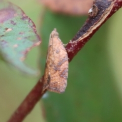 Epiphyas xylodes (A Tortricid moth (Tortricinae)) at Mongarlowe River - 8 Feb 2023 by LisaH