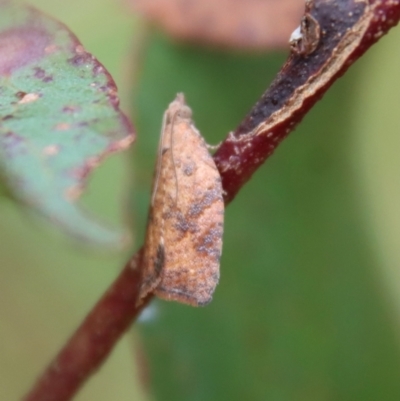 Epiphyas xylodes (A Tortricid moth (Tortricinae)) at Mongarlowe, NSW - 8 Feb 2023 by LisaH