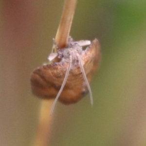 Epiphyas xylodes at suppressed - 8 Feb 2023