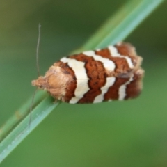 Subfurcatana subfurcatana (A Tortricid moth) at Mongarlowe River - 8 Feb 2023 by LisaH