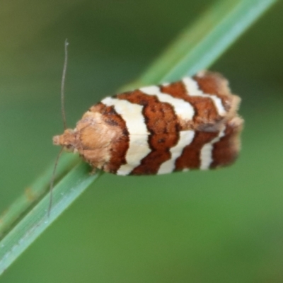 Subfurcatana subfurcatana (A Tortricid moth) at Mongarlowe River - 8 Feb 2023 by LisaH