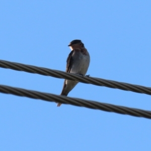 Hirundo neoxena at Campbell, ACT - 9 Feb 2023