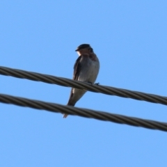 Hirundo neoxena (Welcome Swallow) at Campbell, ACT - 9 Feb 2023 by RodDeb