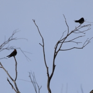 Hirundo neoxena at Campbell, ACT - 9 Feb 2023 06:15 PM