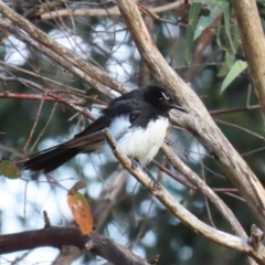 Rhipidura leucophrys (Willie Wagtail) at Campbell, ACT - 9 Feb 2023 by RodDeb
