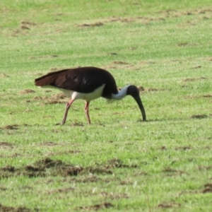 Threskiornis spinicollis at Campbell, ACT - 9 Feb 2023 06:10 PM