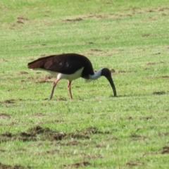 Threskiornis spinicollis (Straw-necked Ibis) at Campbell, ACT - 9 Feb 2023 by RodDeb