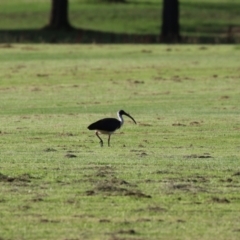 Threskiornis spinicollis at Campbell, ACT - 9 Feb 2023