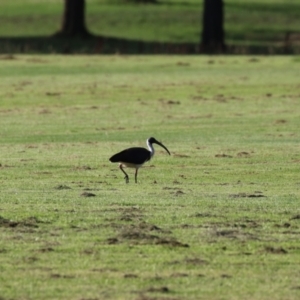 Threskiornis spinicollis at Campbell, ACT - 9 Feb 2023 06:10 PM