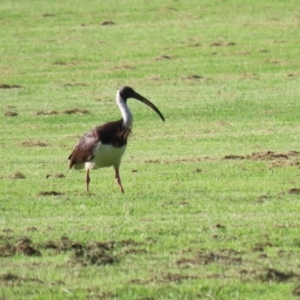 Threskiornis spinicollis at Campbell, ACT - 9 Feb 2023