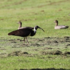 Threskiornis spinicollis at Campbell, ACT - 9 Feb 2023