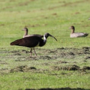 Threskiornis spinicollis at Campbell, ACT - 9 Feb 2023 06:10 PM