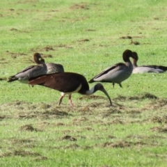 Threskiornis spinicollis at Campbell, ACT - 9 Feb 2023 06:10 PM