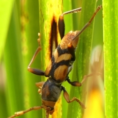 Aridaeus thoracicus (Tiger Longicorn Beetle) at Braemar - 6 Feb 2023 by Curiosity