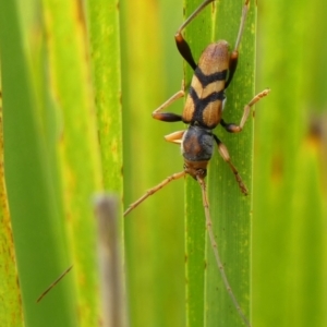 Aridaeus thoracicus at Braemar, NSW - 6 Feb 2023