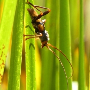 Aridaeus thoracicus at Braemar, NSW - 6 Feb 2023