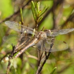 Diplacodes bipunctata (Wandering Percher) at Braemar - 7 Feb 2023 by Curiosity