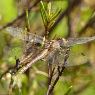 Diplacodes bipunctata (Wandering Percher) at Braemar - 7 Feb 2023 by Curiosity